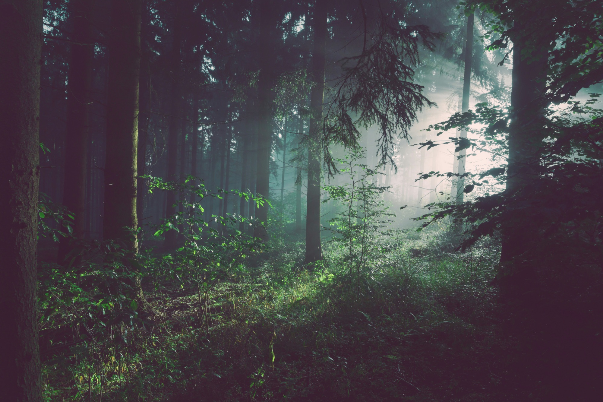 Sunlight filtering through a misty forest